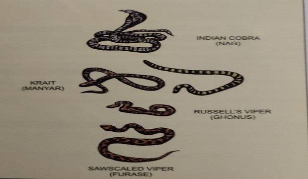 TYPES OF SNAKES