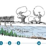 Explain the process various actions involved in the self-purification of running streams.