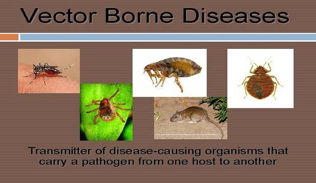 Discuss the diseases caused by other vectors